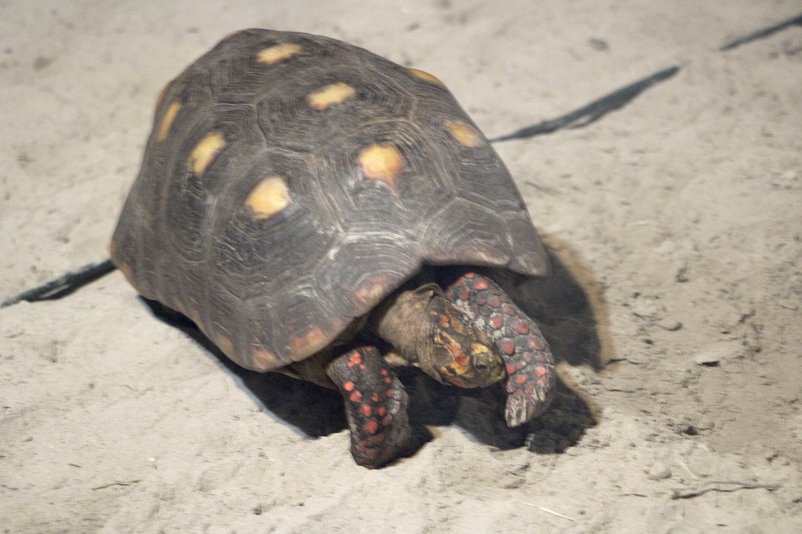 Red-Footed Tortoise (Chelonoidis carbonarius)