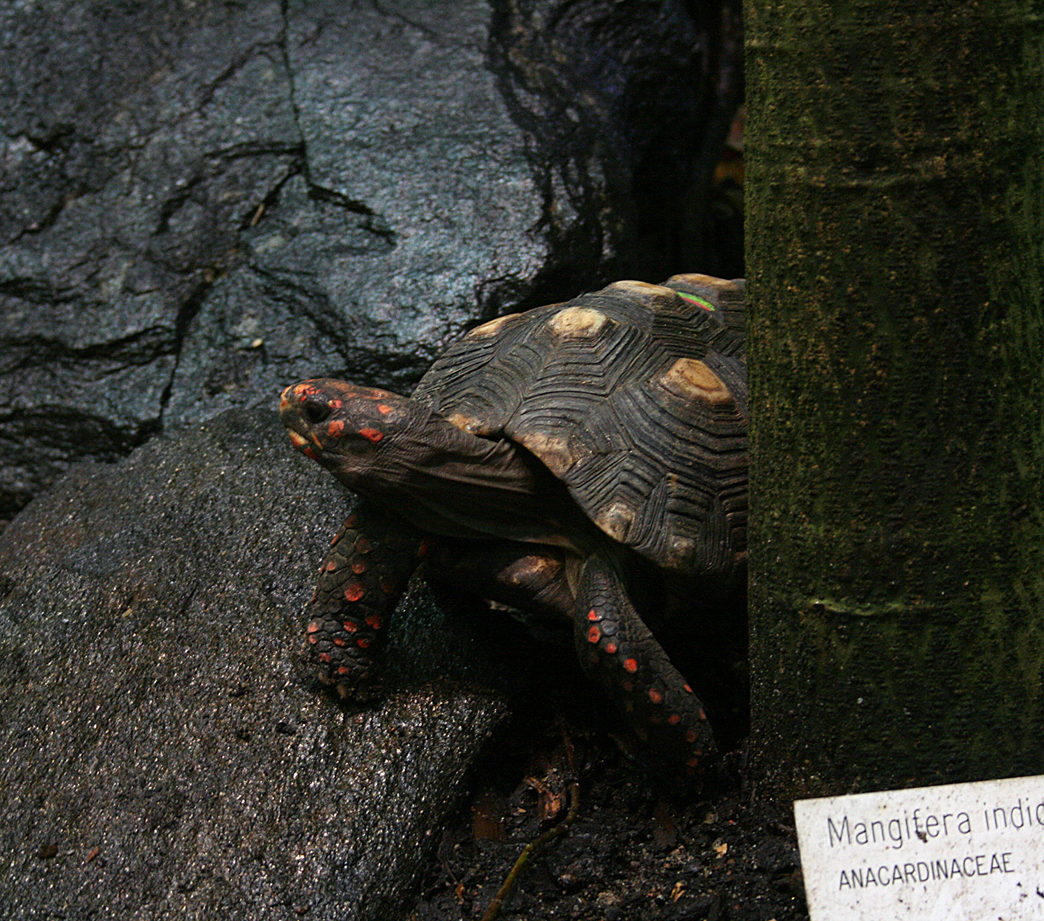 Red-footed tortoise (Chelonoidis/Geochelone carbonaria)