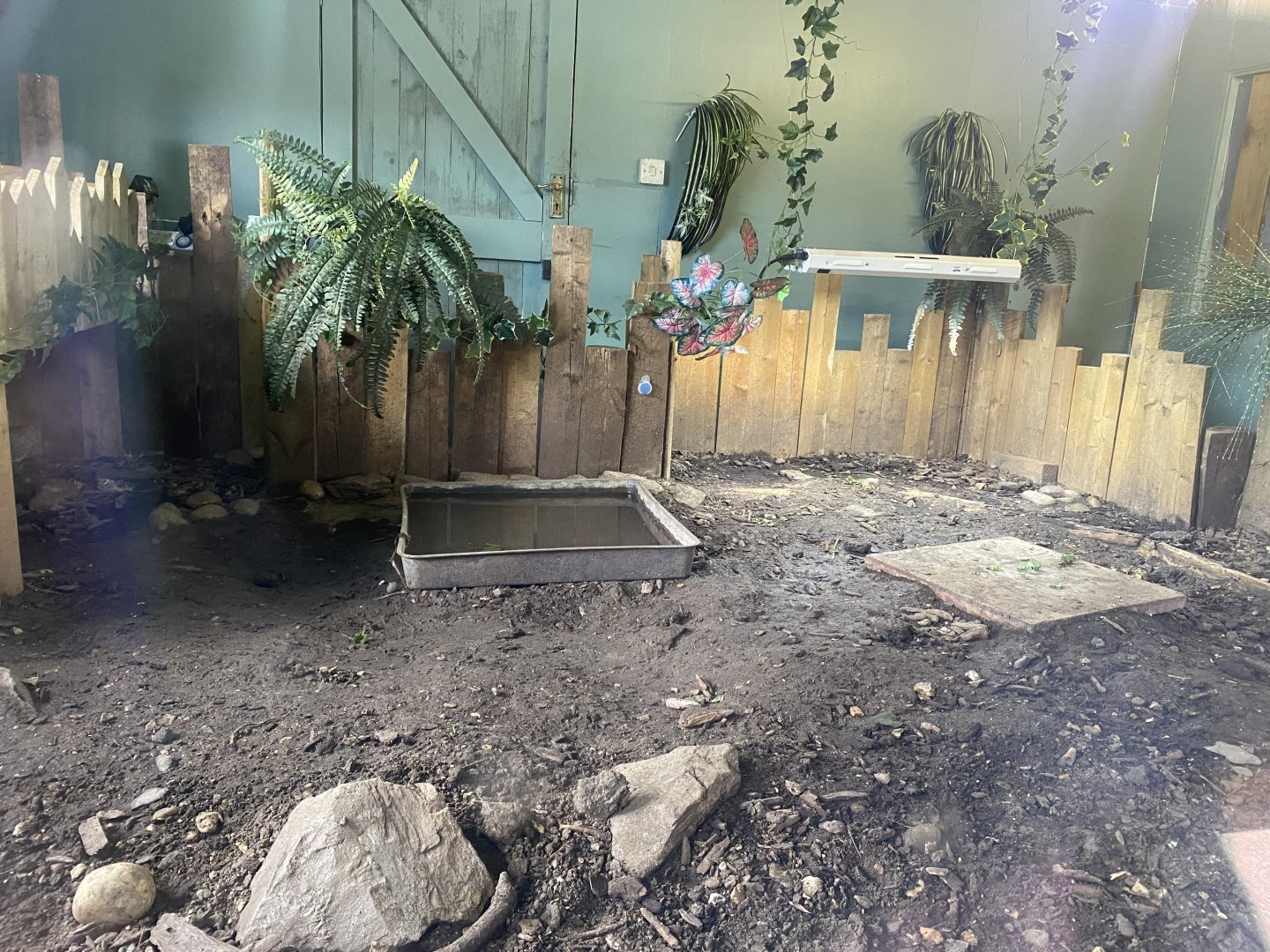 Red-footed tortoise enclosure 090525