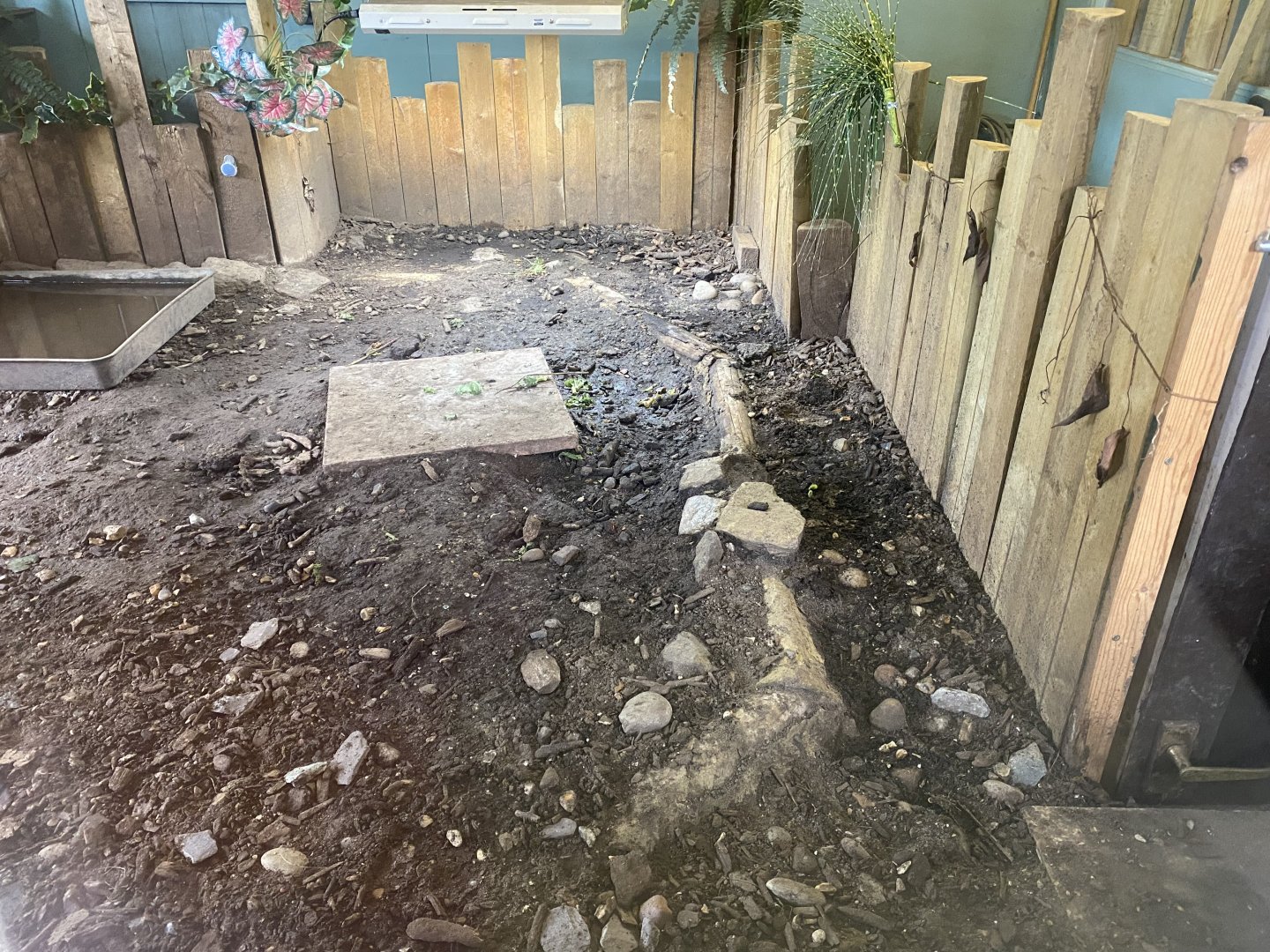 Red-footed tortoise enclosure 090525