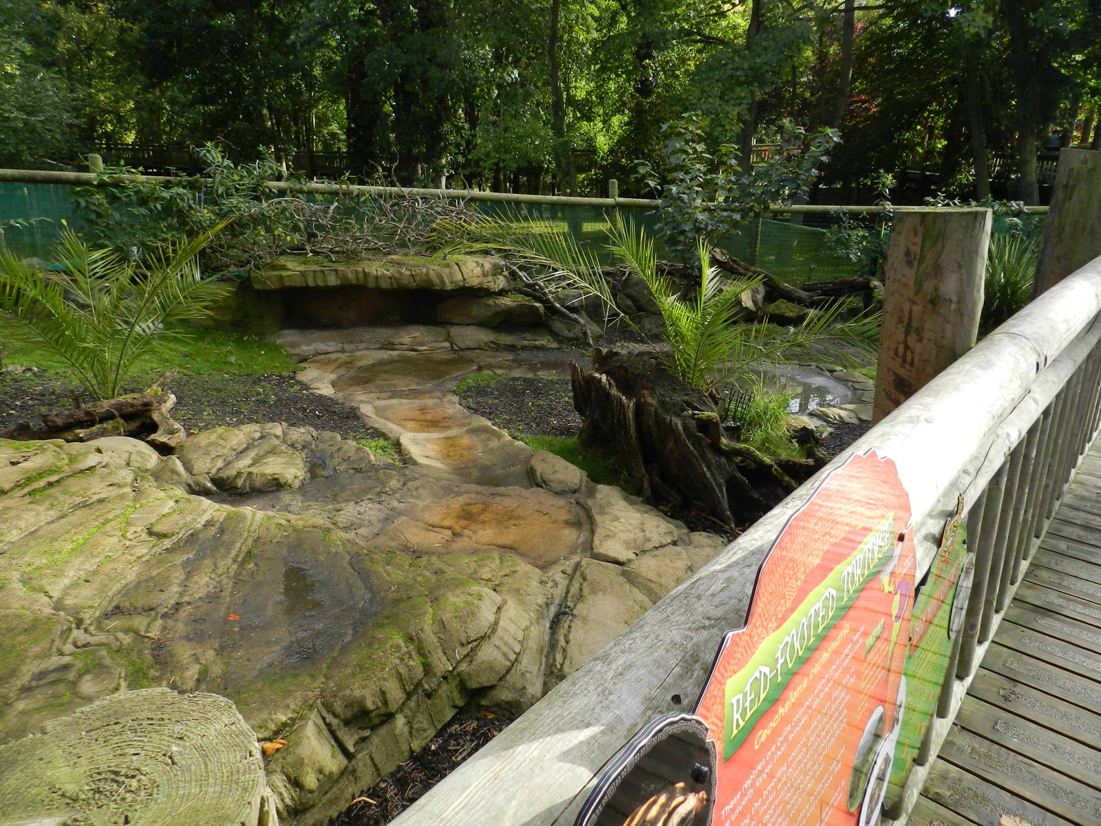 Red-footed Tortoise Enclosure at Flamingo Land - 14/10/2012