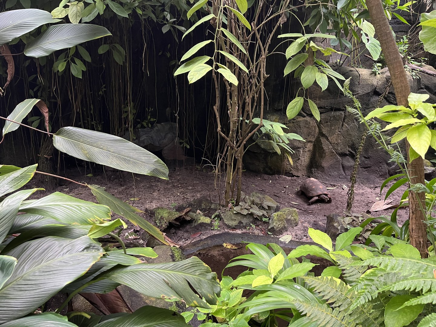 Red-Footed tortoise enclosure in Bush 6.7.23