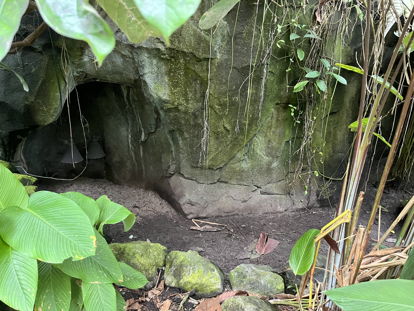 Red-Footed tortoise enclosure in Bush 6.7.23