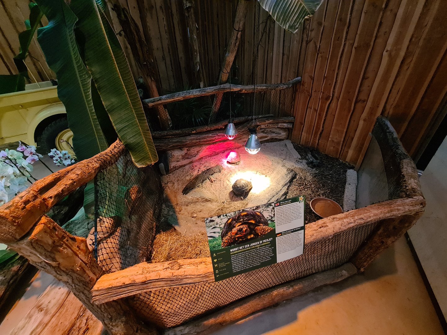 Red-footed tortoise enclosure in Jungle theatre