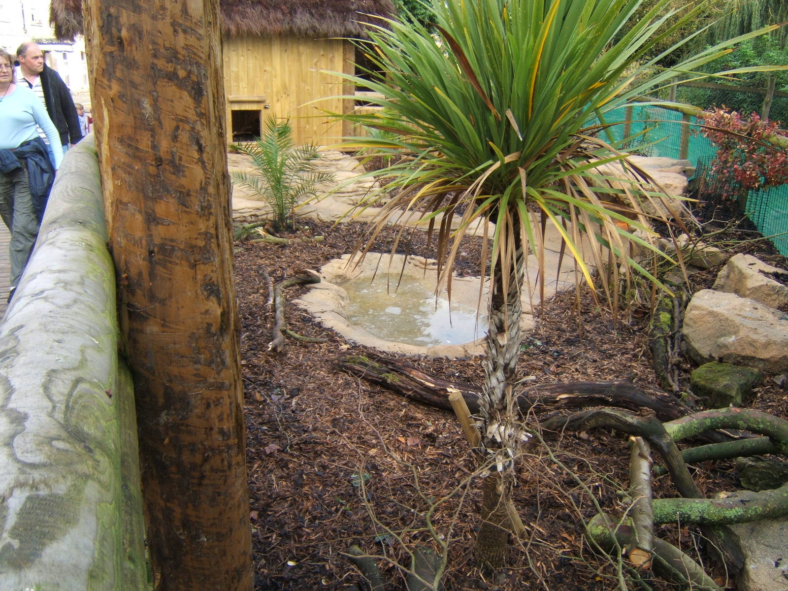 Red-footed Tortoise Enclosure