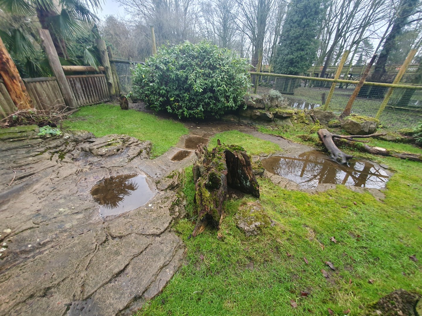 Red Footed Tortoise enclosure