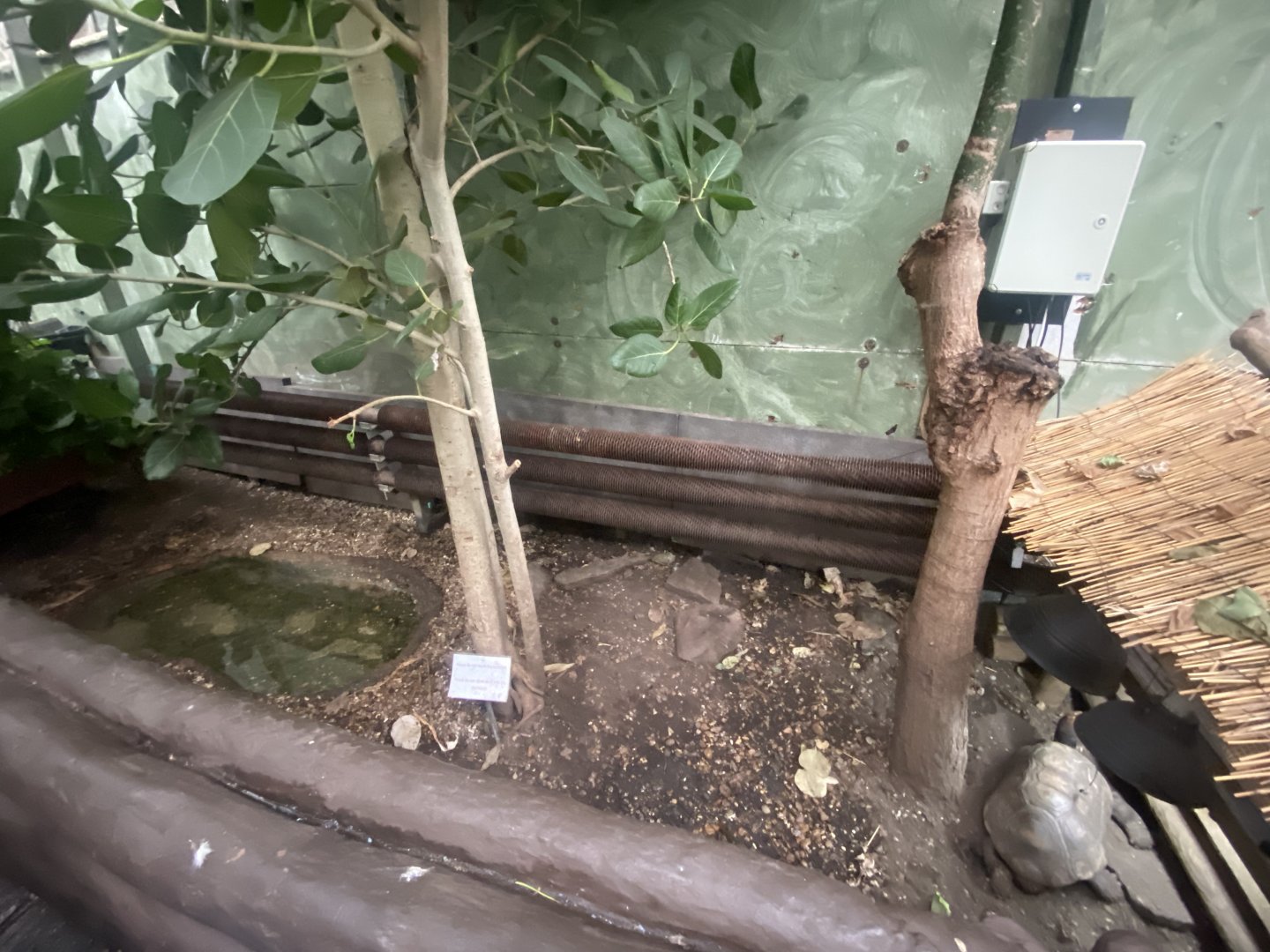 Red-footed tortoise exhibit 050924