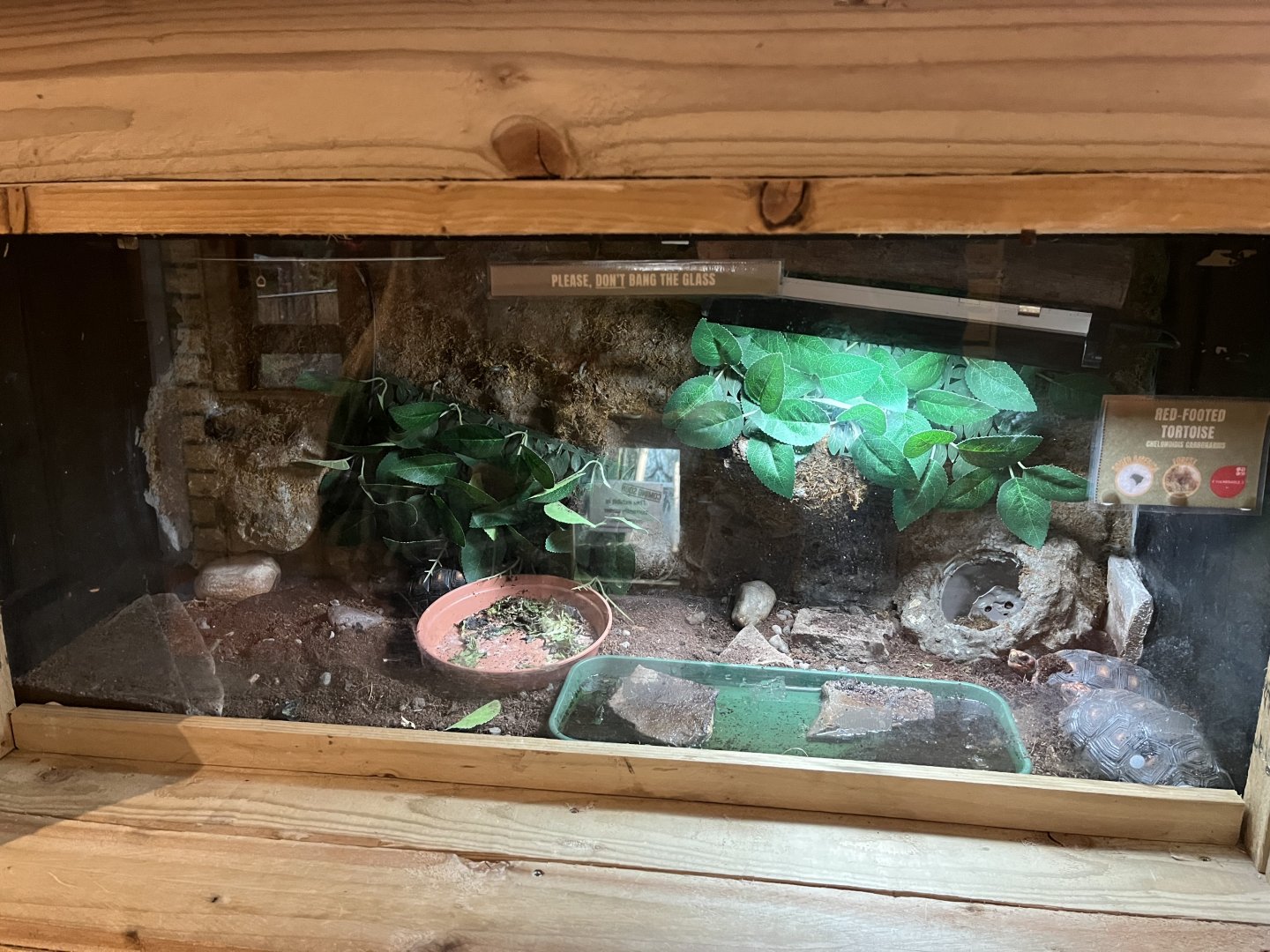 Red-footed tortoise exhibit 1.9.25