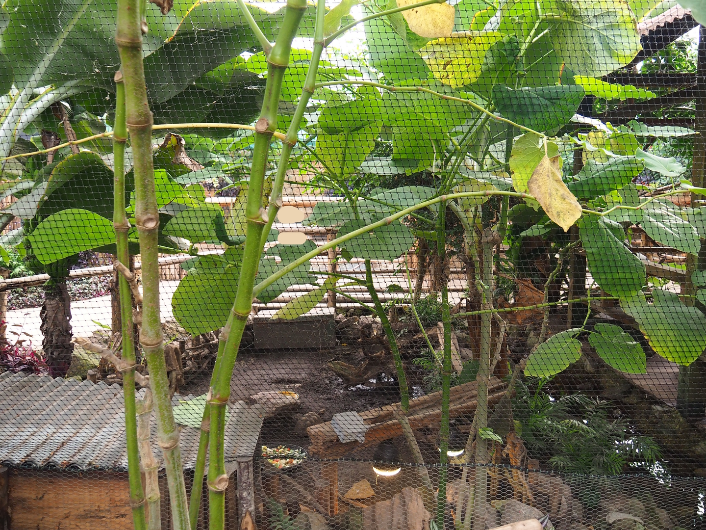 Red-footed tortoise exhibit, 2022-10-09
