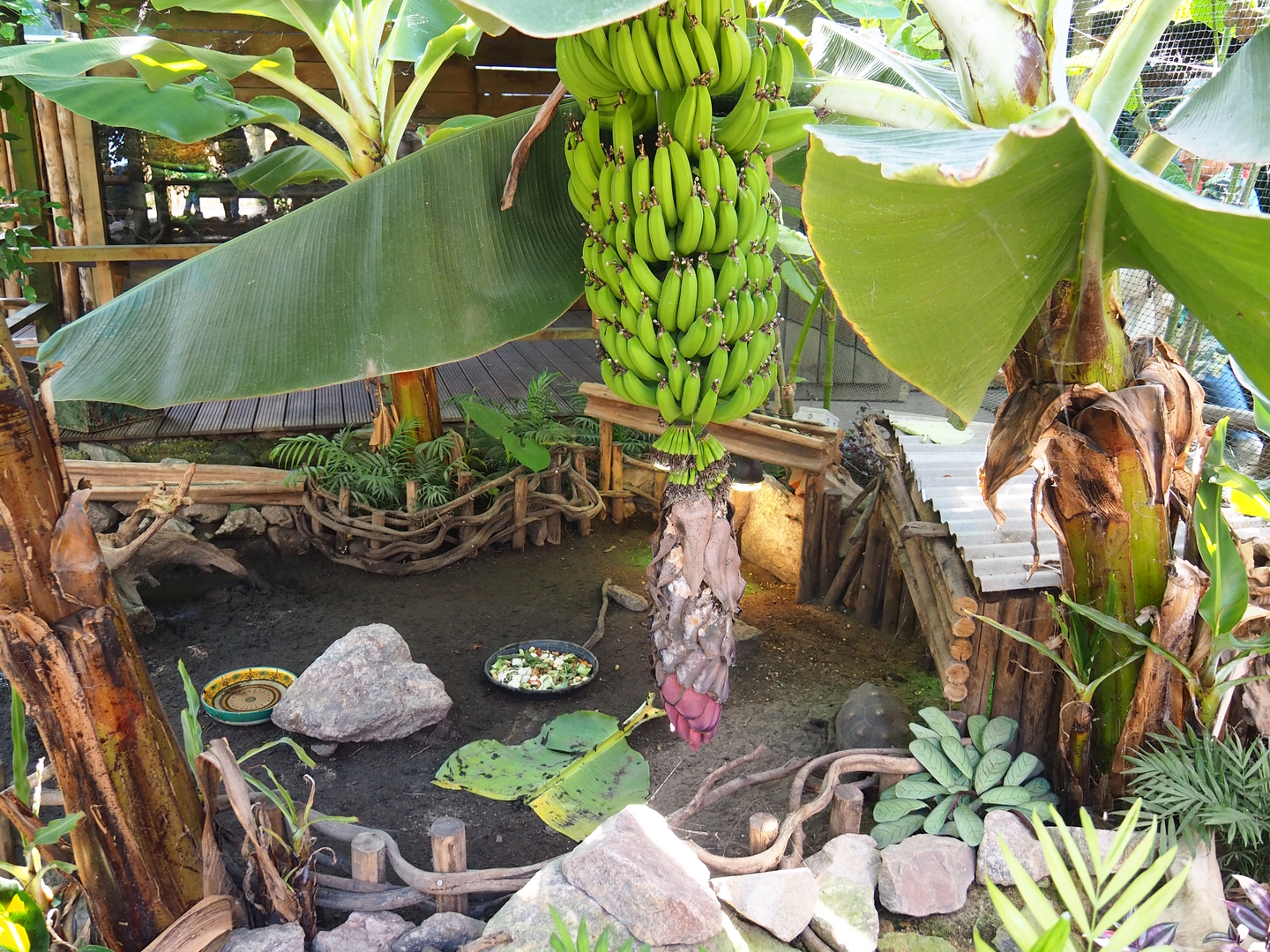 Red-footed tortoise exhibit, 2022-10-09