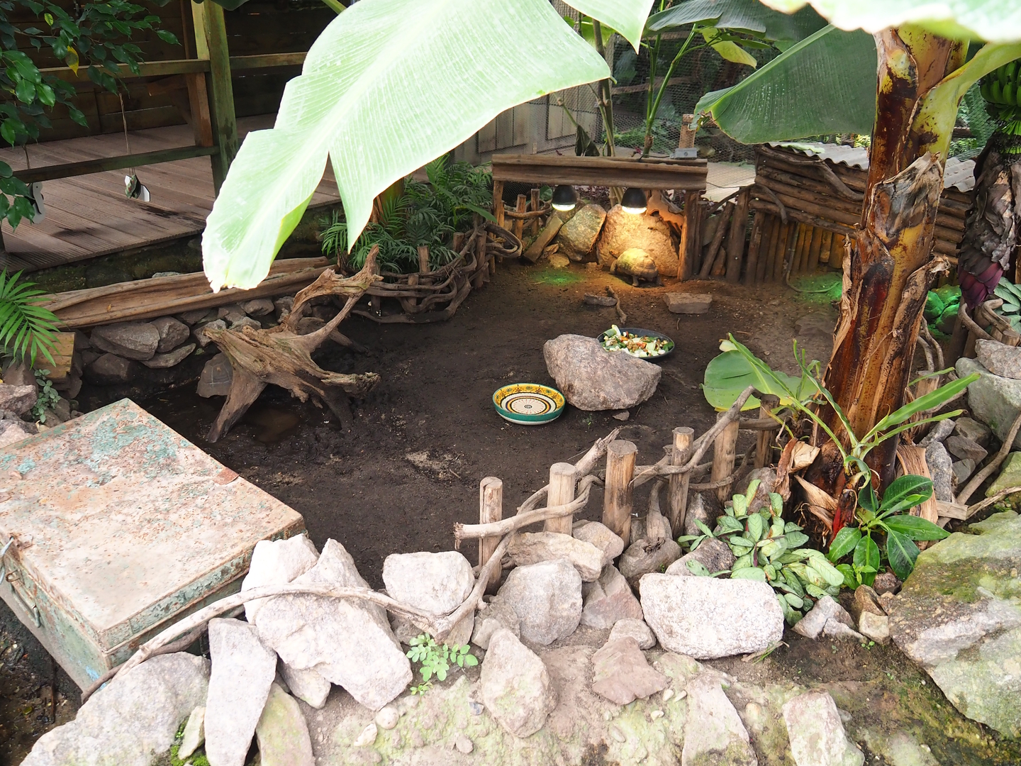Red-footed tortoise exhibit, 2022-10-09