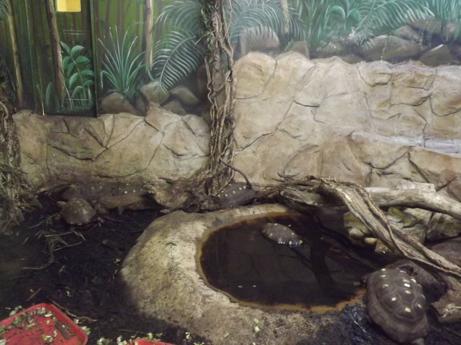 Red Footed Tortoise exhibit at Flamingoland 19/02/12