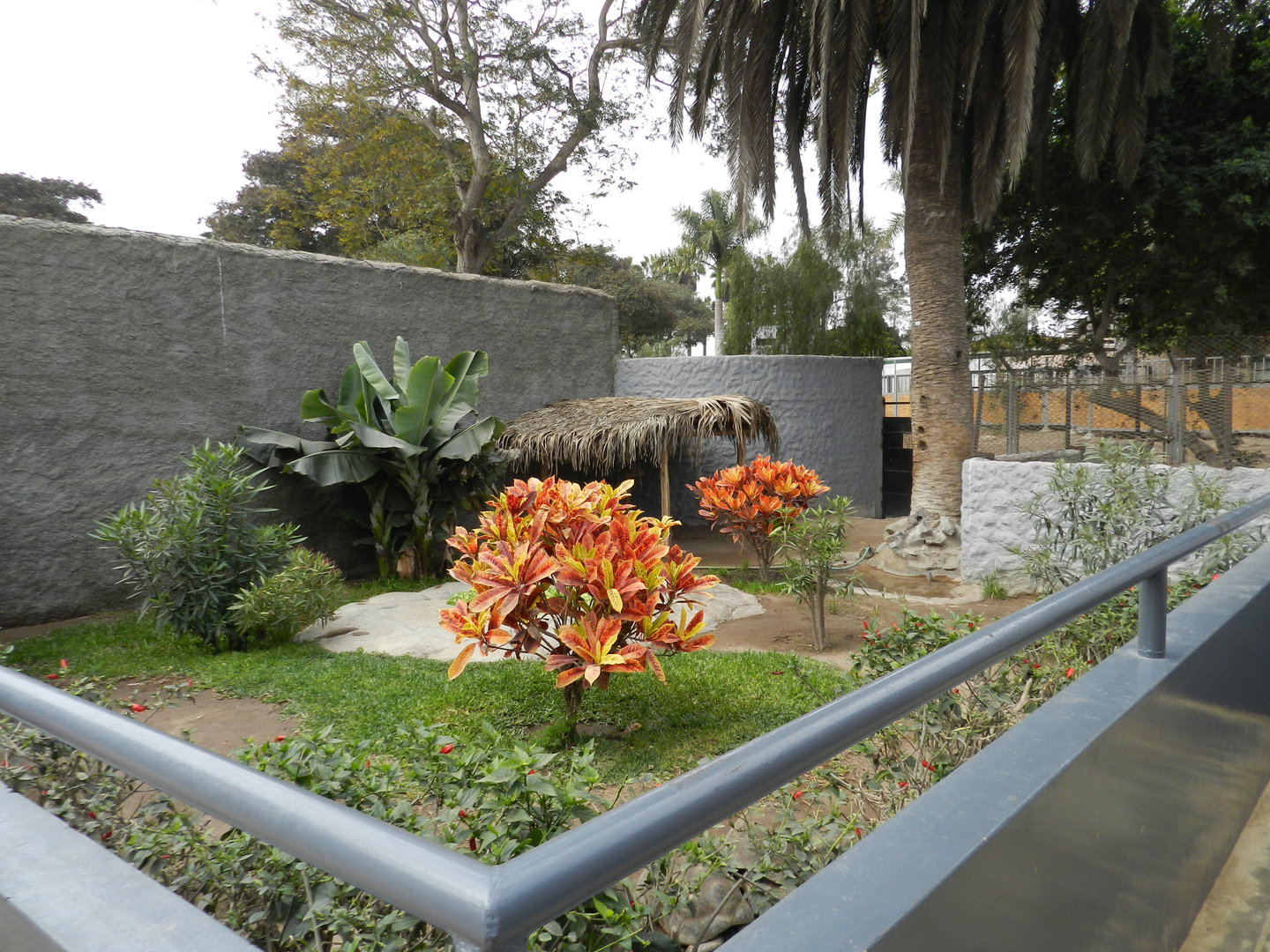 Red-footed tortoise exhibit - Parque de Las Leyendas