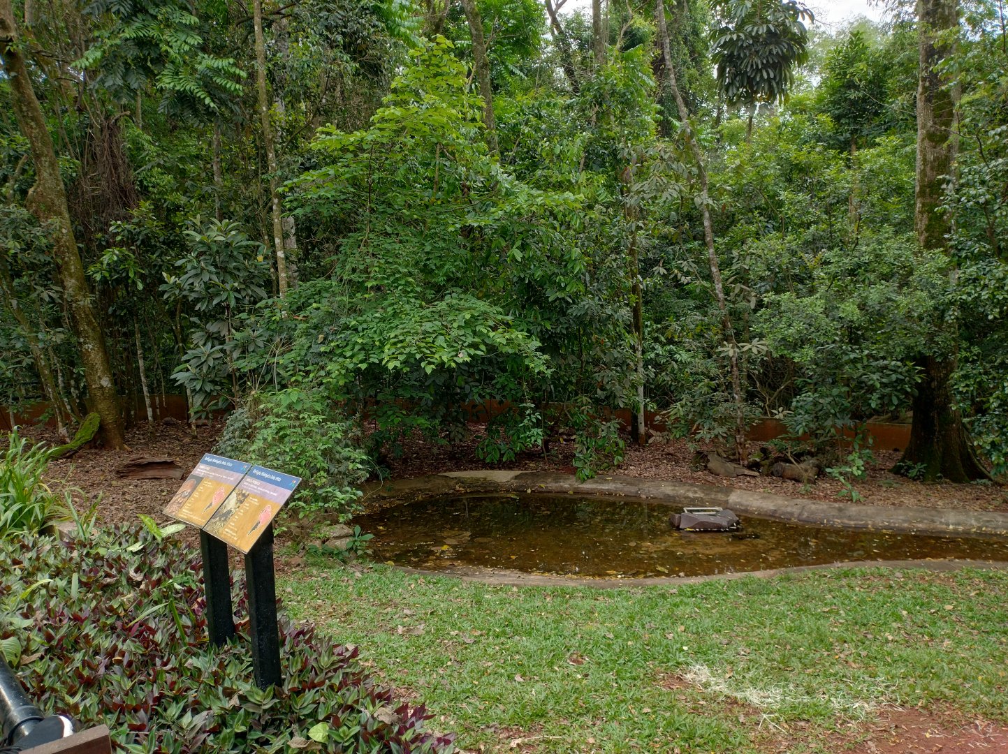 Red-footed tortoise exhibit - RBBV (ZRRL)