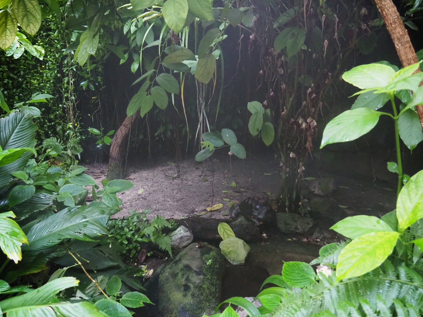 Red-footed tortoise exhibit (Sep 16th, 2018)