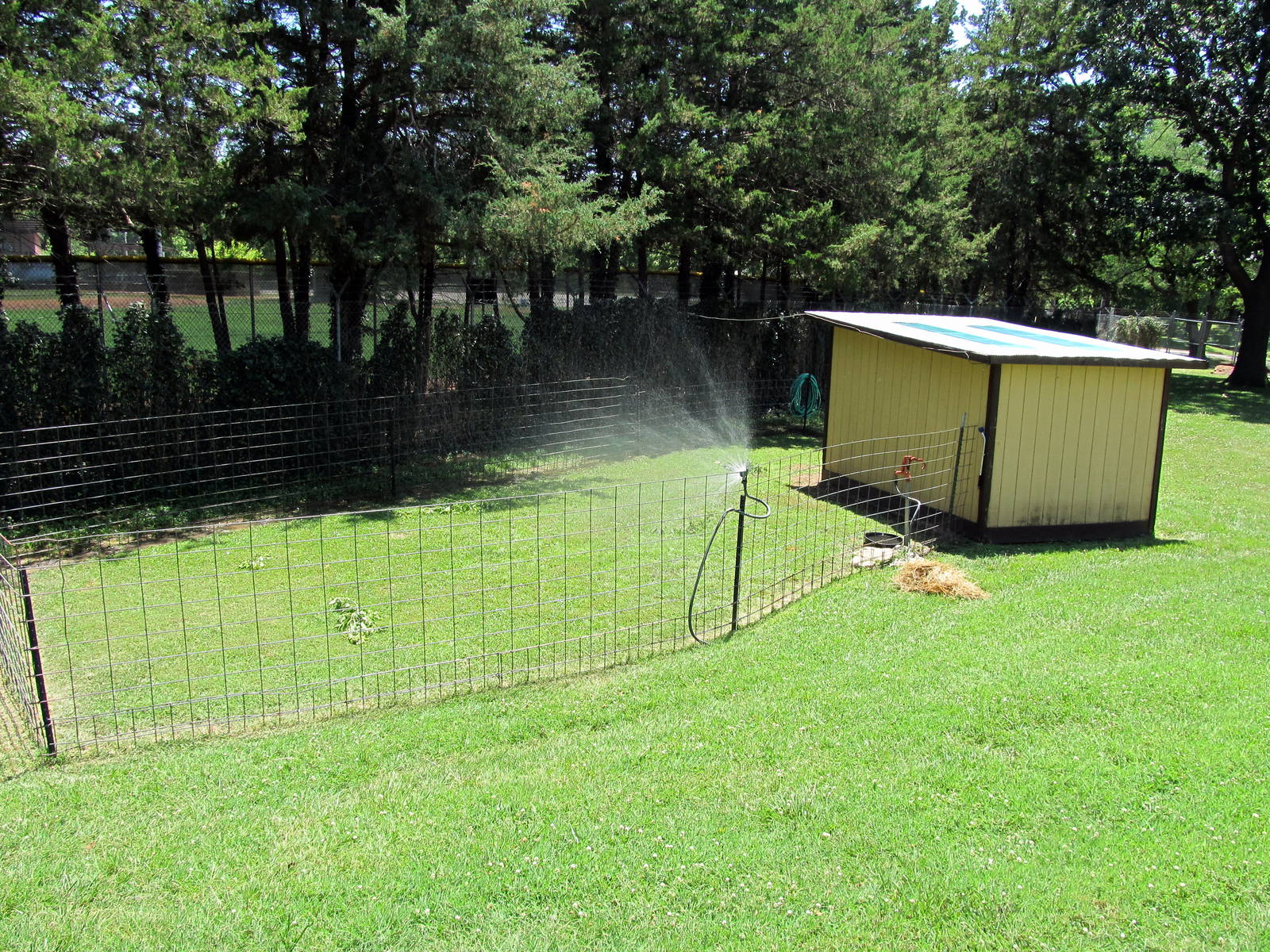 Red-footed Tortoise Exhibit