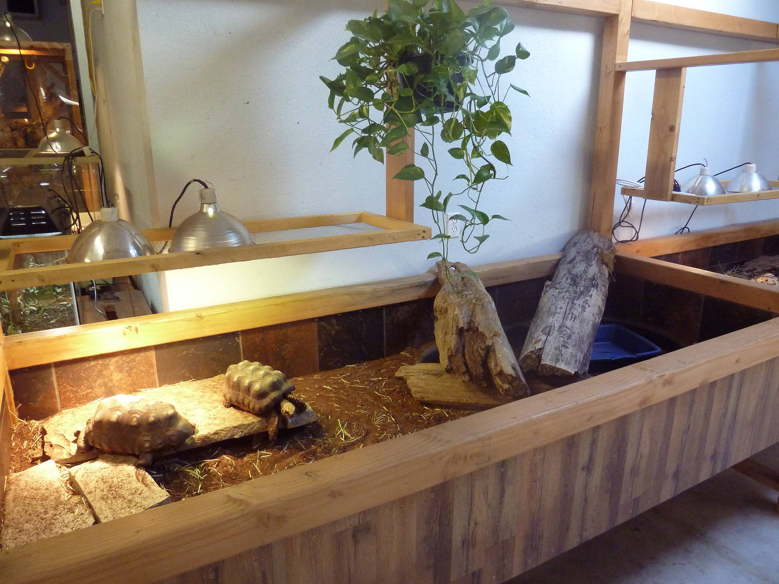 Red-Footed Tortoise Exhibit