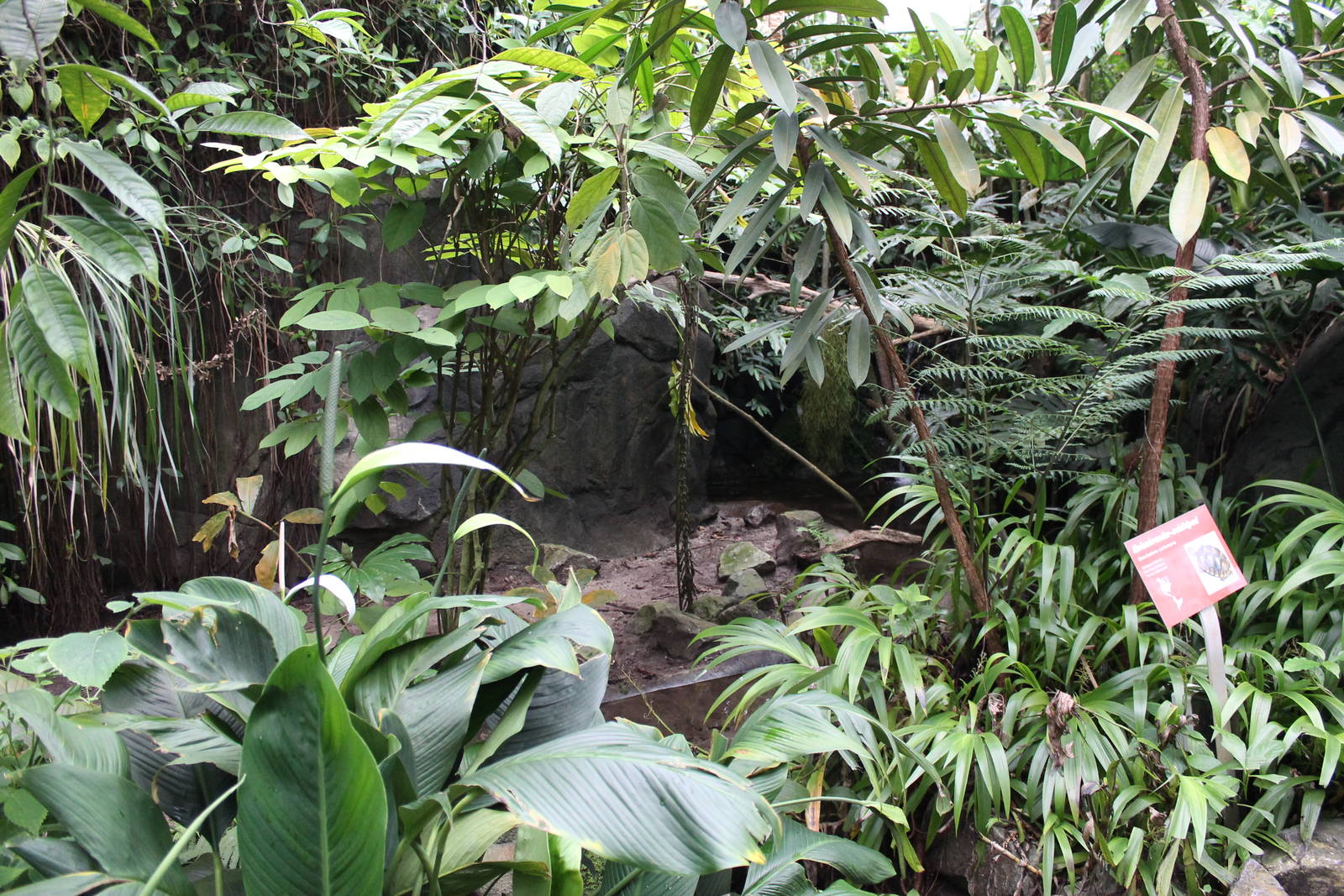 Red-footed tortoise exhibit
