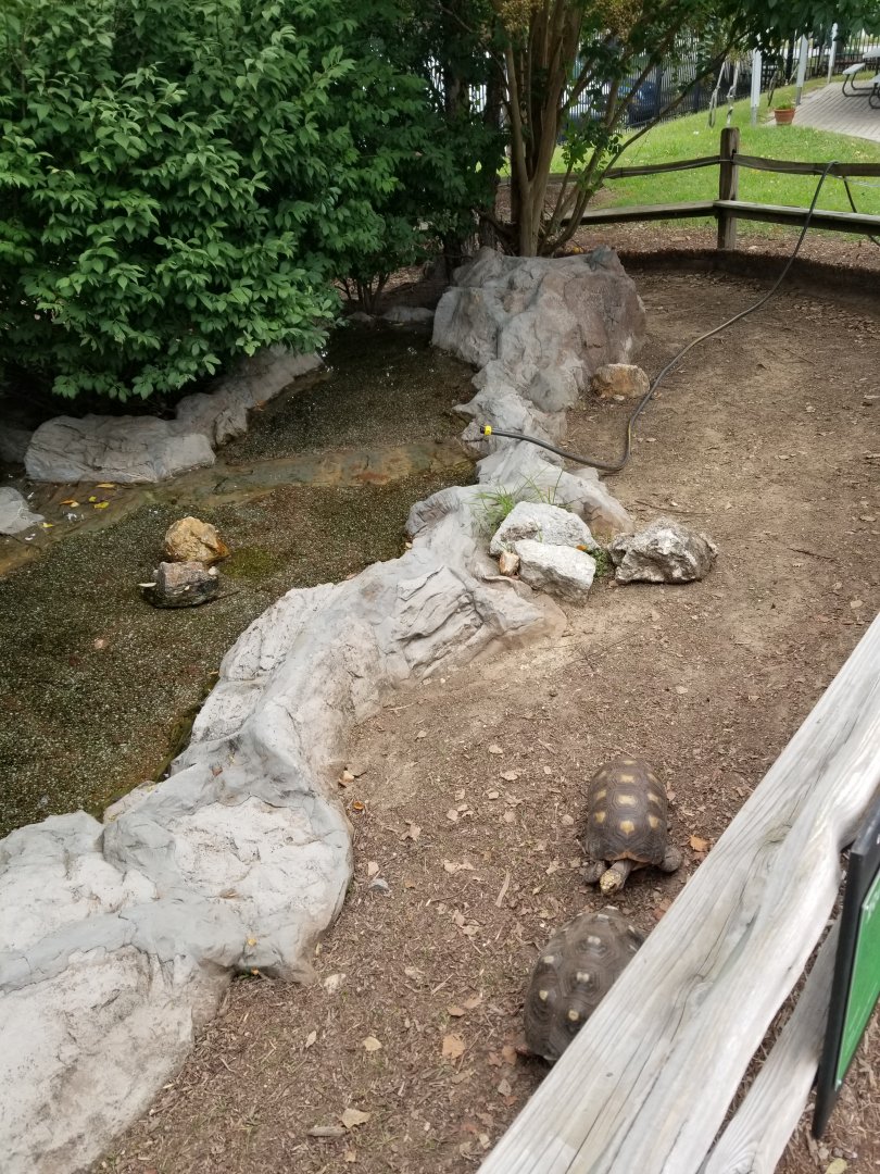 Red-footed Tortoise Exhibit