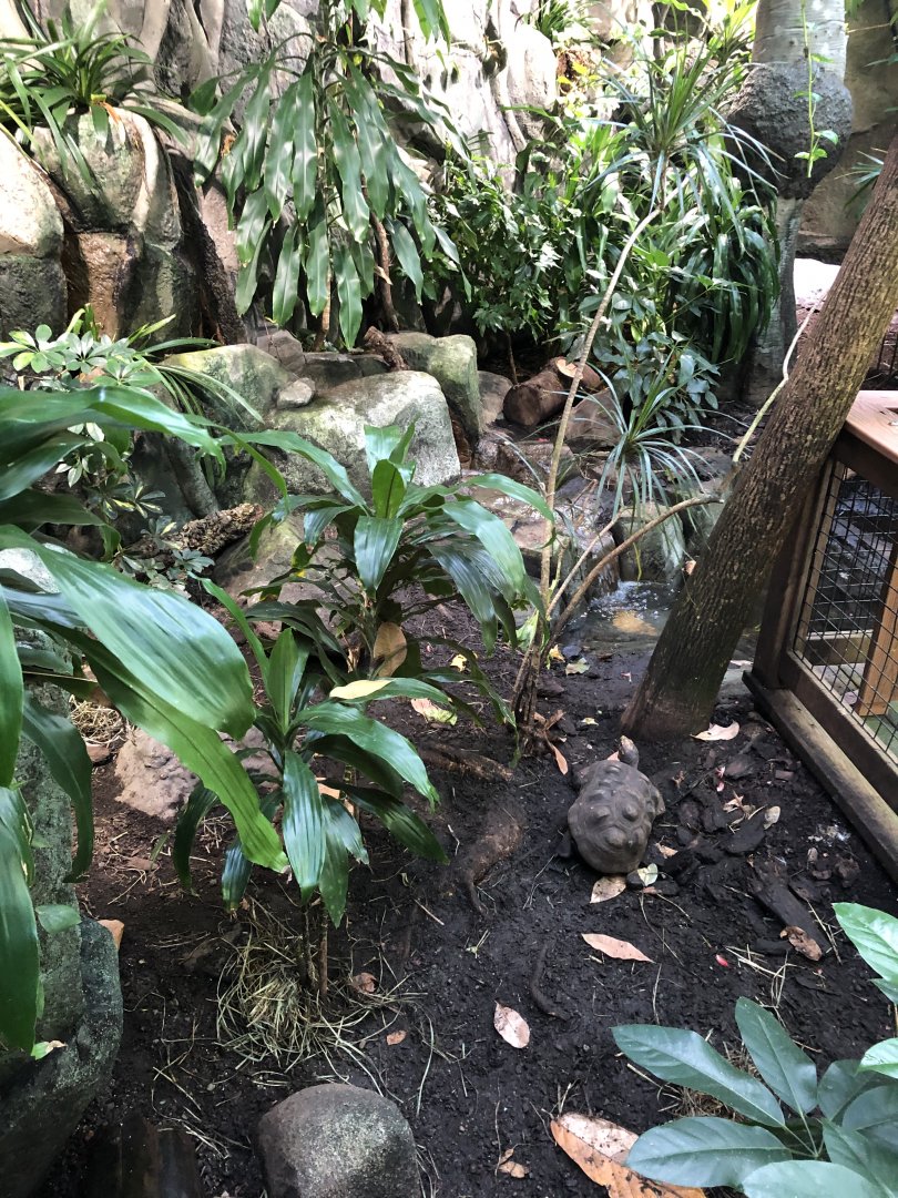 Red-Footed Tortoise Exhibit