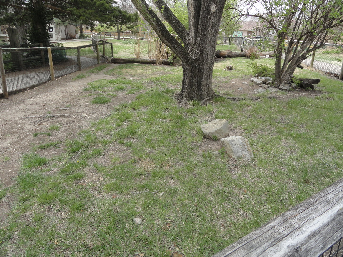 Red-footed Tortoise Exhibit