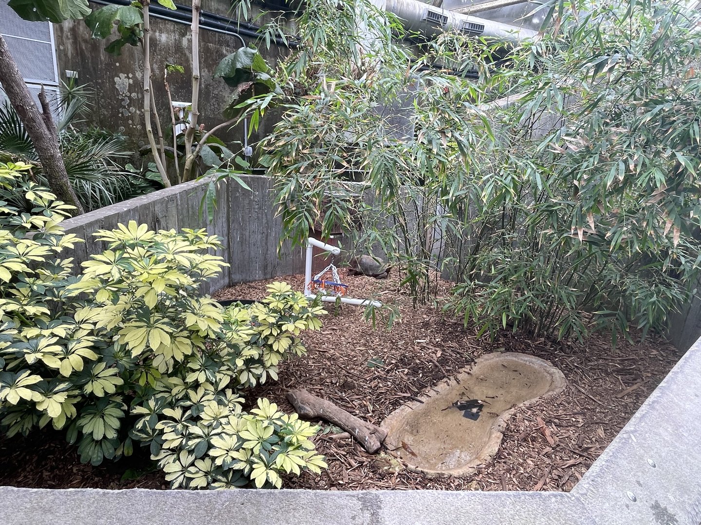 Red-Footed Tortoise Exhibit