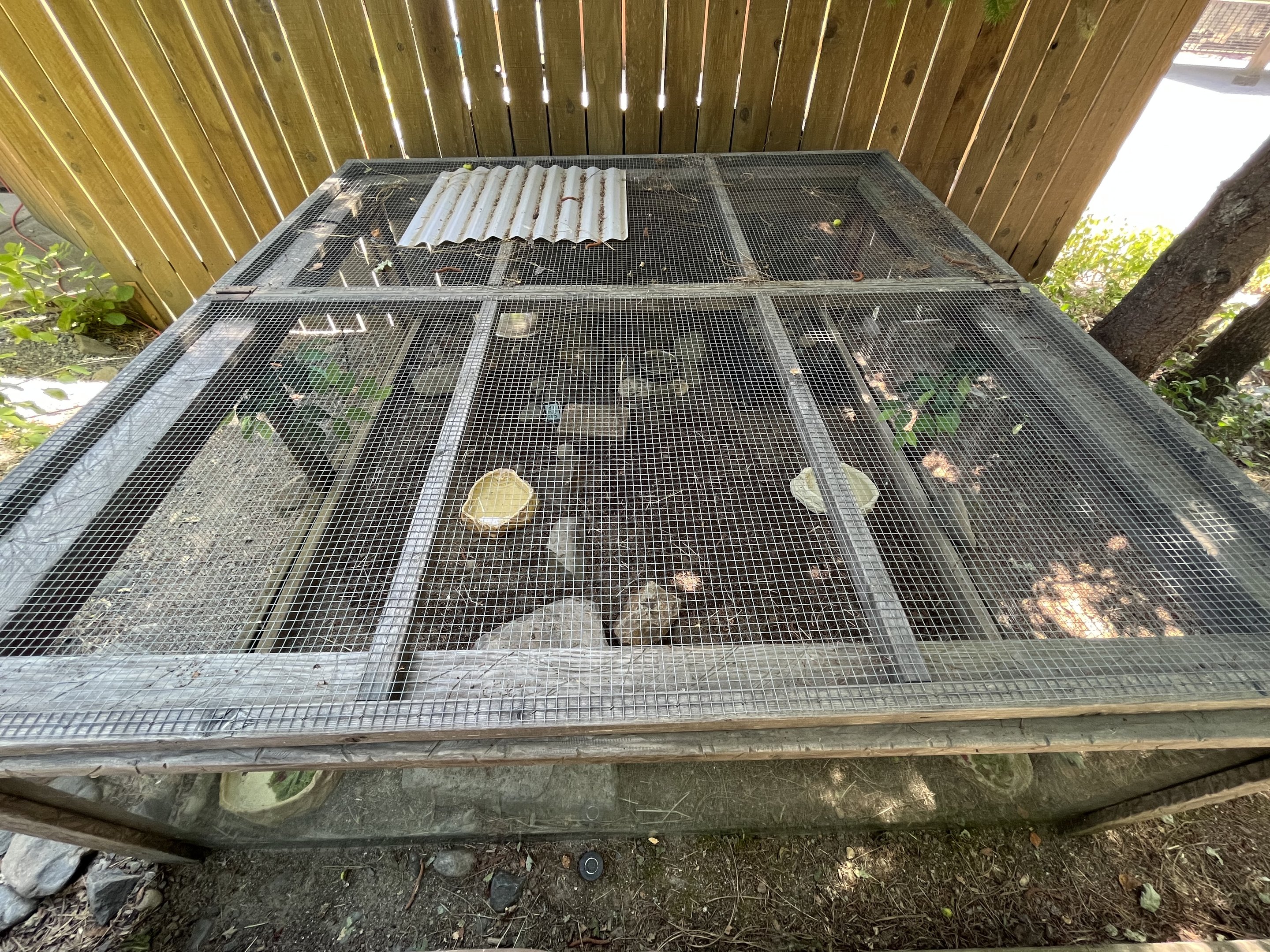 Red-footed Tortoise Exhibit