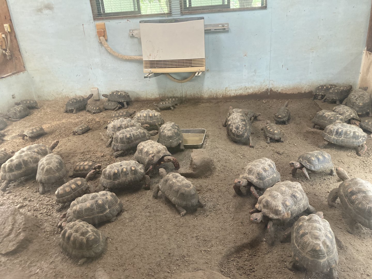 Red footed tortoise exhibit
