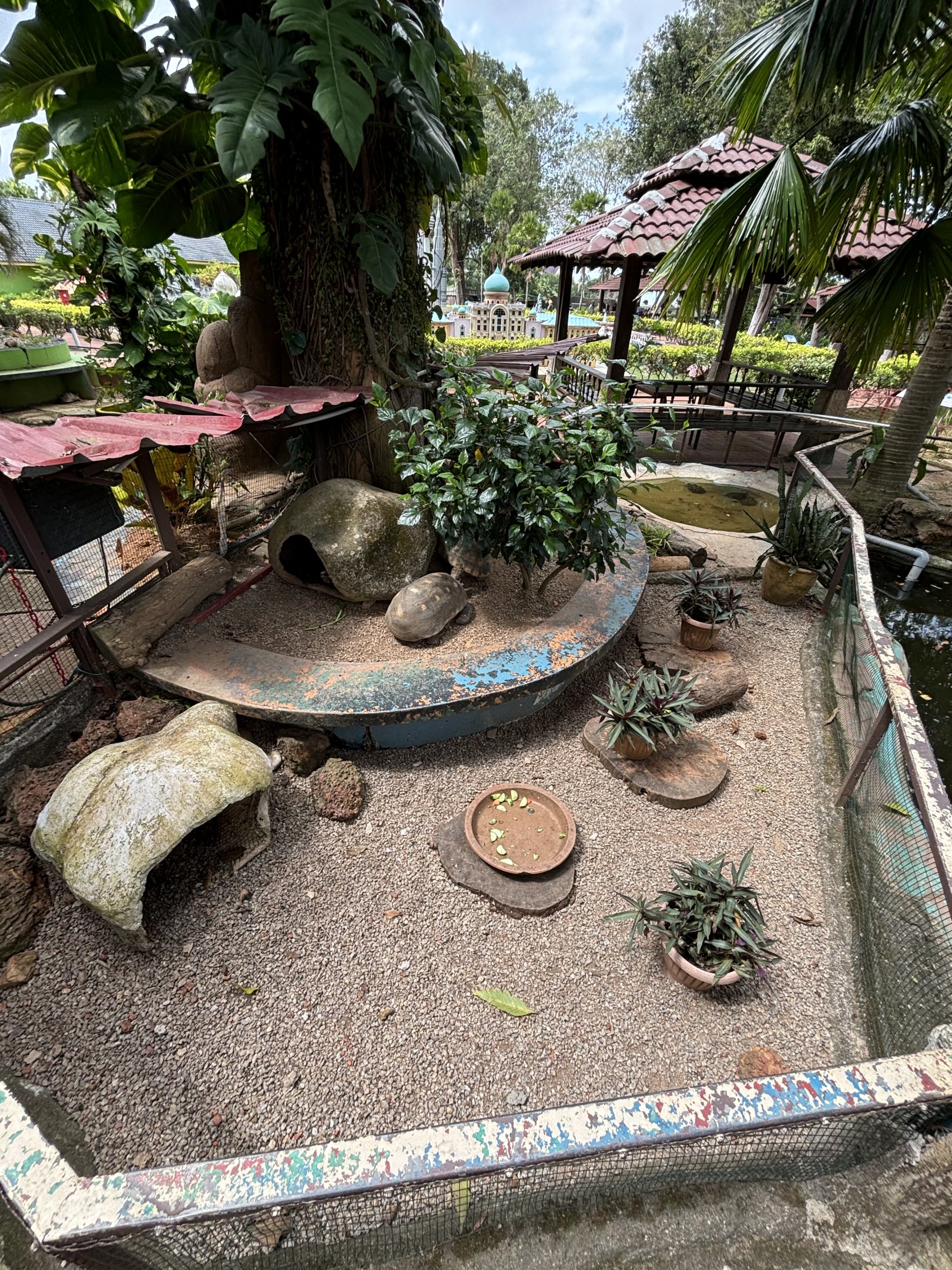 Red-footed Tortoise Exhibit