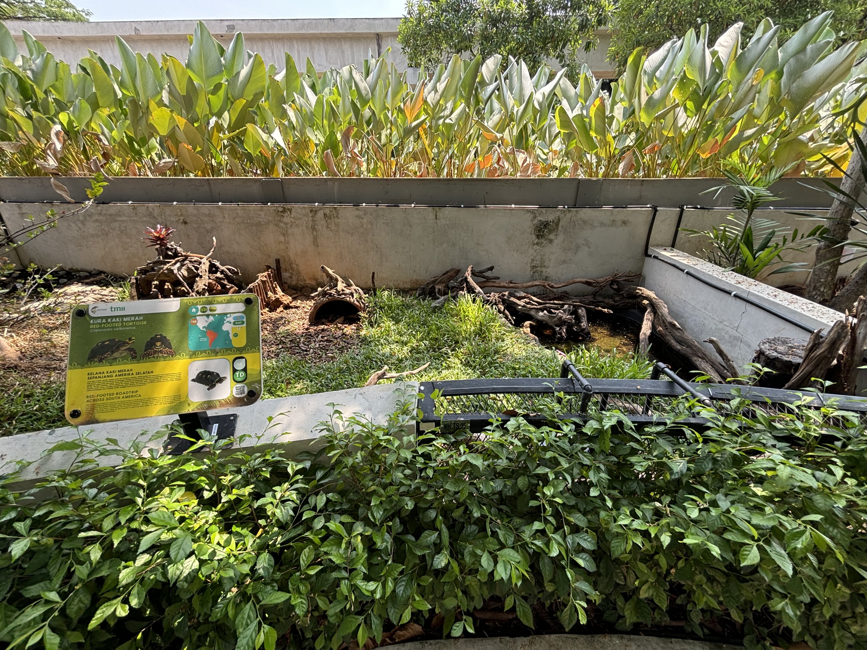 Red-footed Tortoise Exhibit