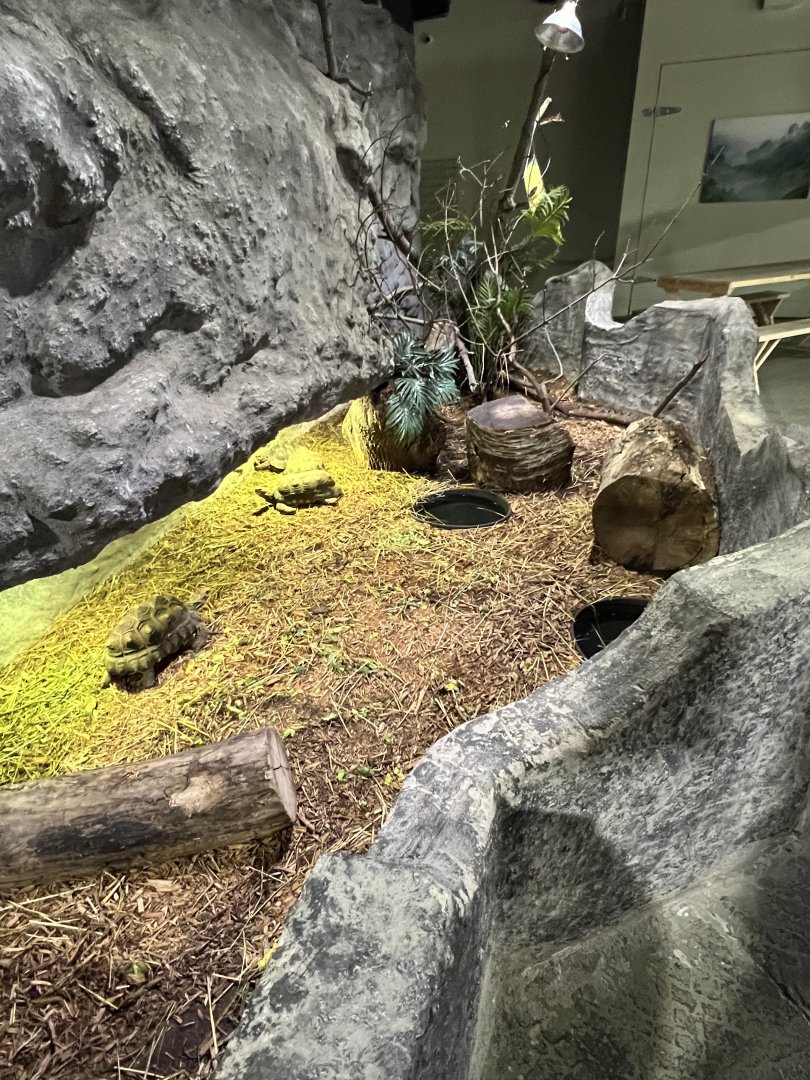 Red-Footed Tortoise Exhibit