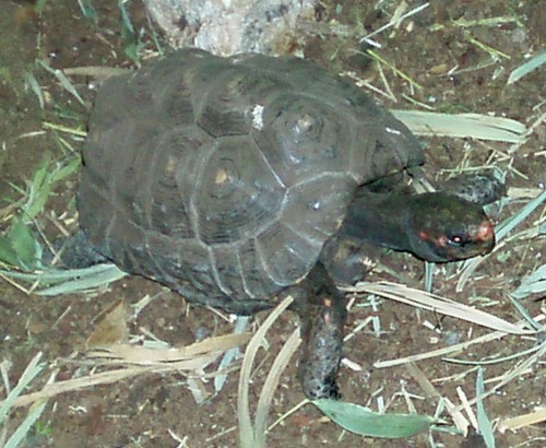 Red-footed Tortoise (Geochelone carbonaria)