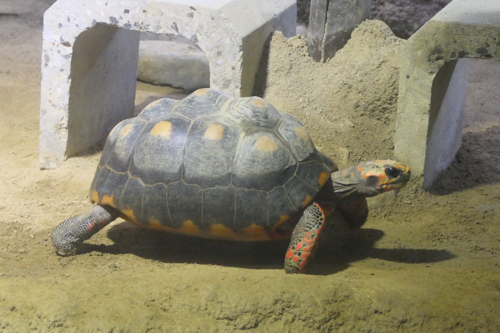 Red-footed Tortoise (Geochelone carbonaria)