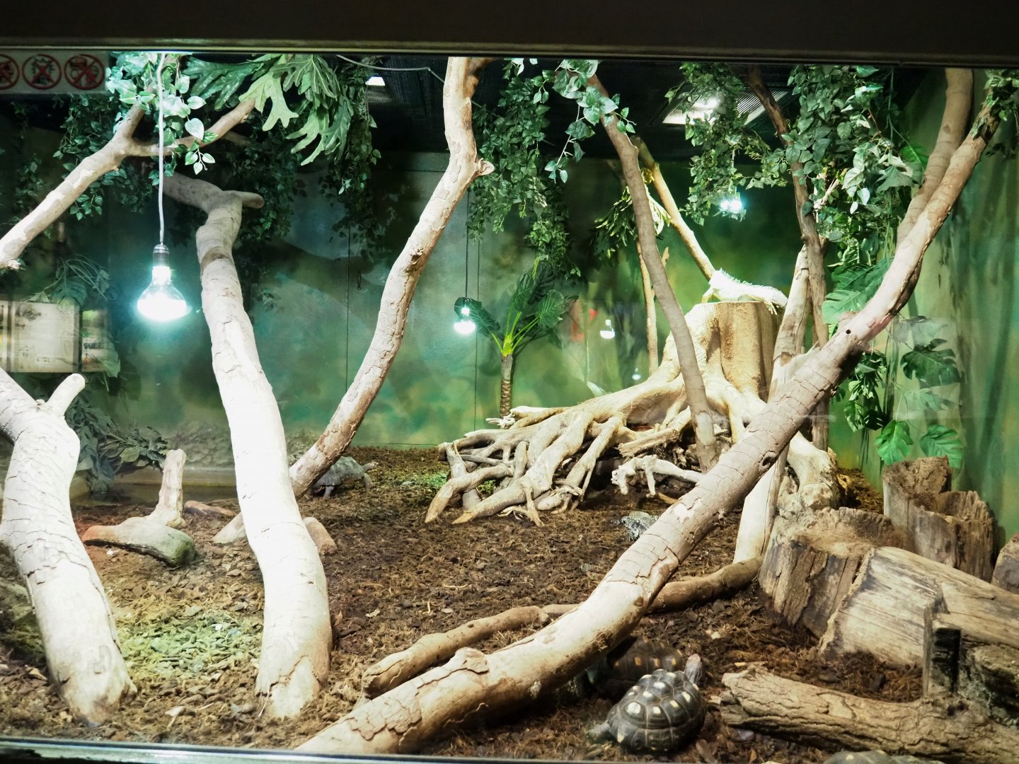 Red-footed tortoise, Green iguana and Argentine black and white tegu terrarium, 2021-09-03