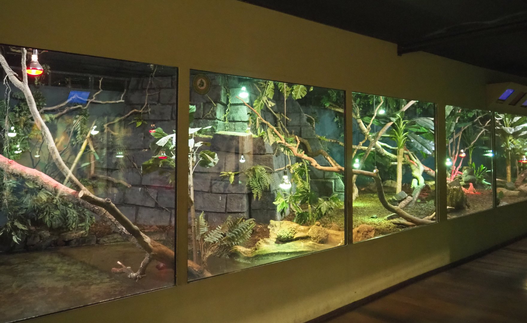 Red-footed tortoise, Green iguana and Colombia spectacled caiman terrarium, 2021-09-03