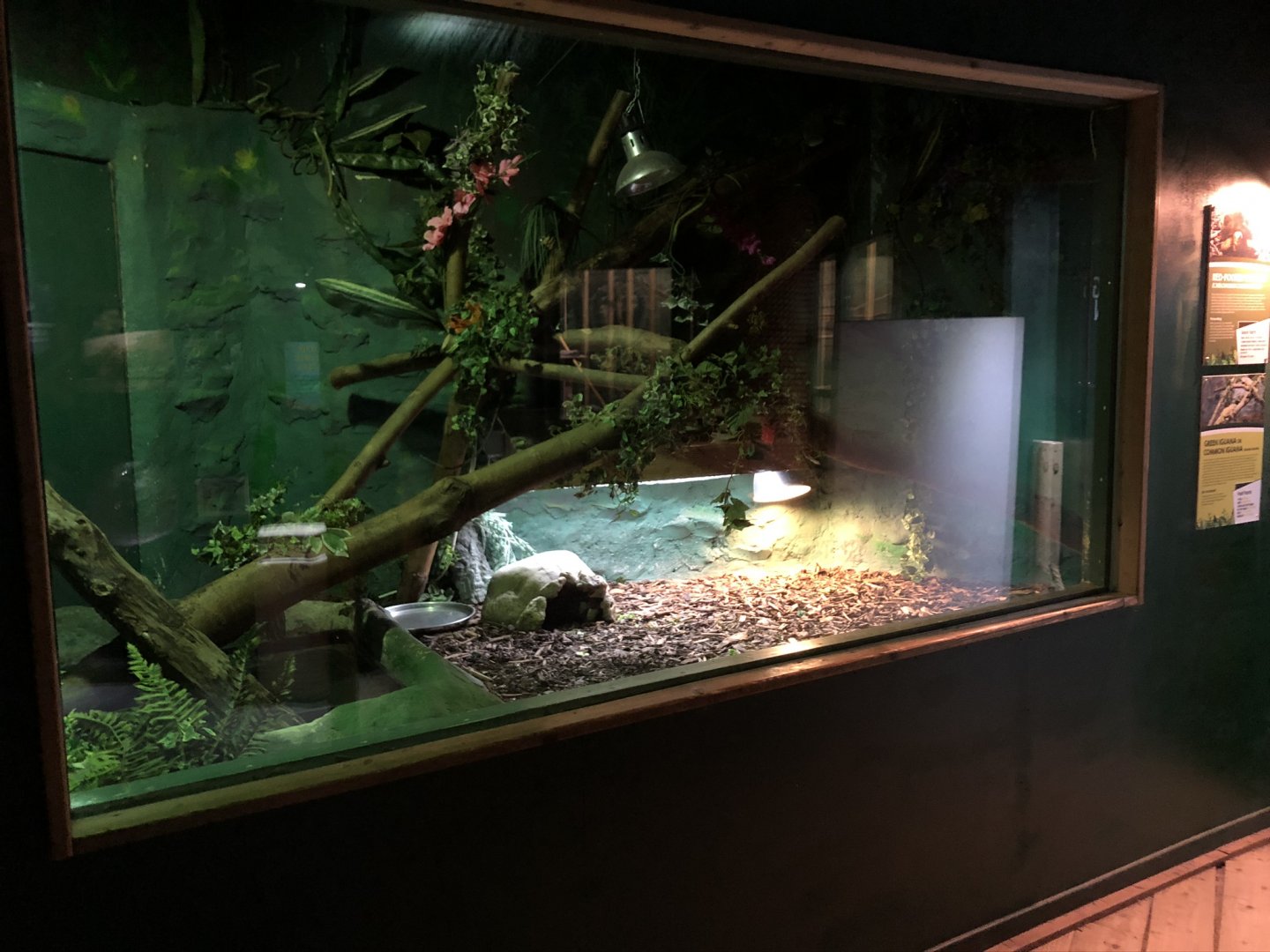Red-footed Tortoise / Green Iguana Enclosure at Tynemouth Aquarium (2019)