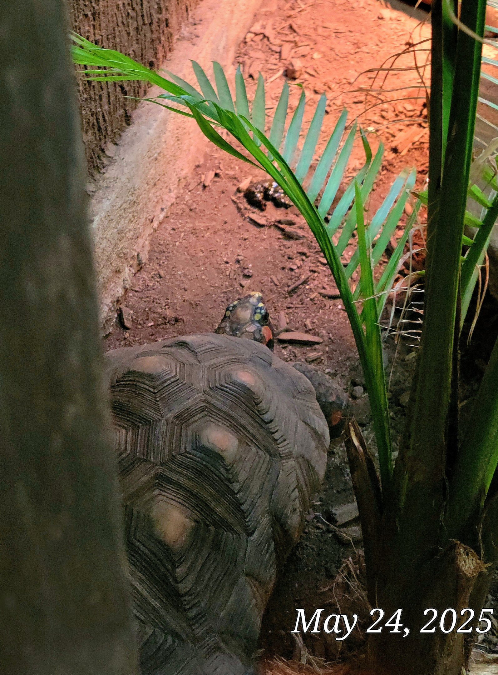 Red-Footed Tortoise  - Greenville Zoo