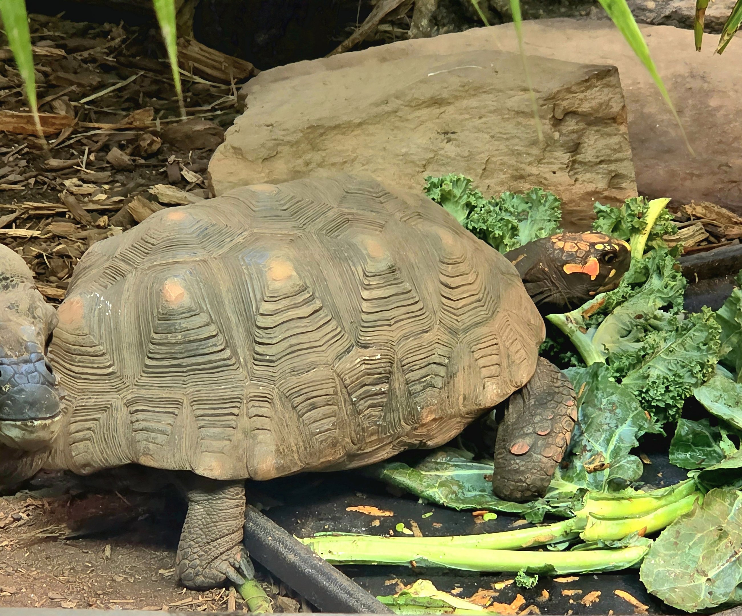 Red-Footed Tortoise  - Greenville Zoo