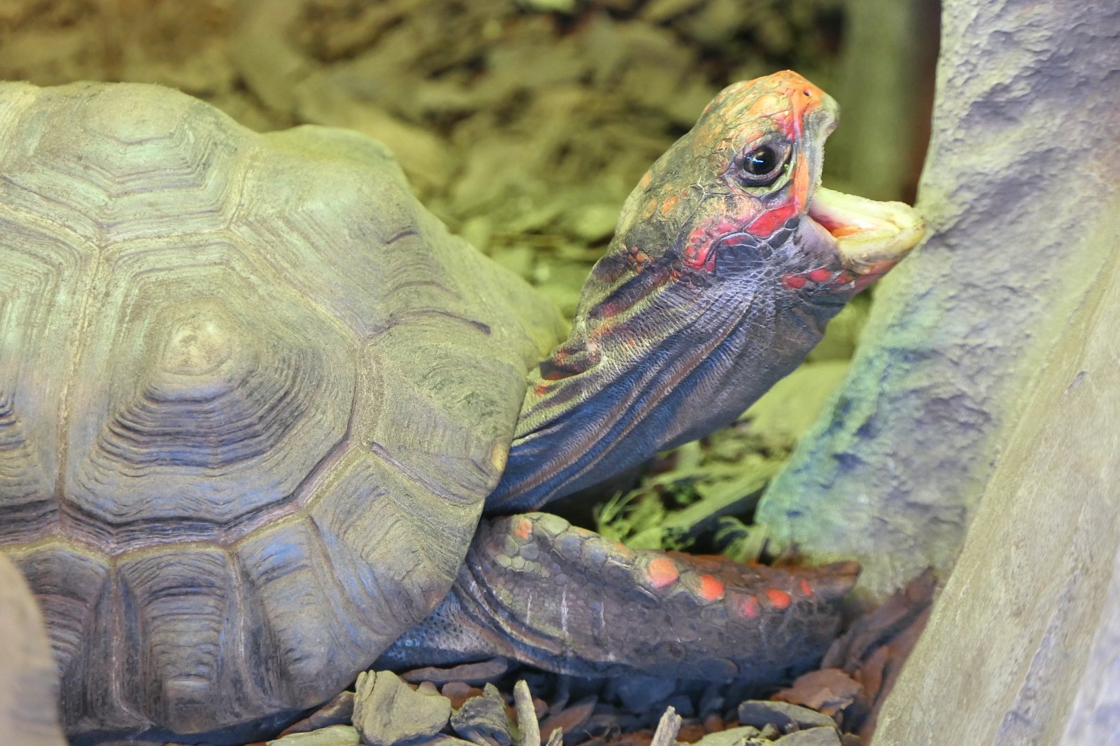 Red-footed tortoise - Hamerton - 1/1/19