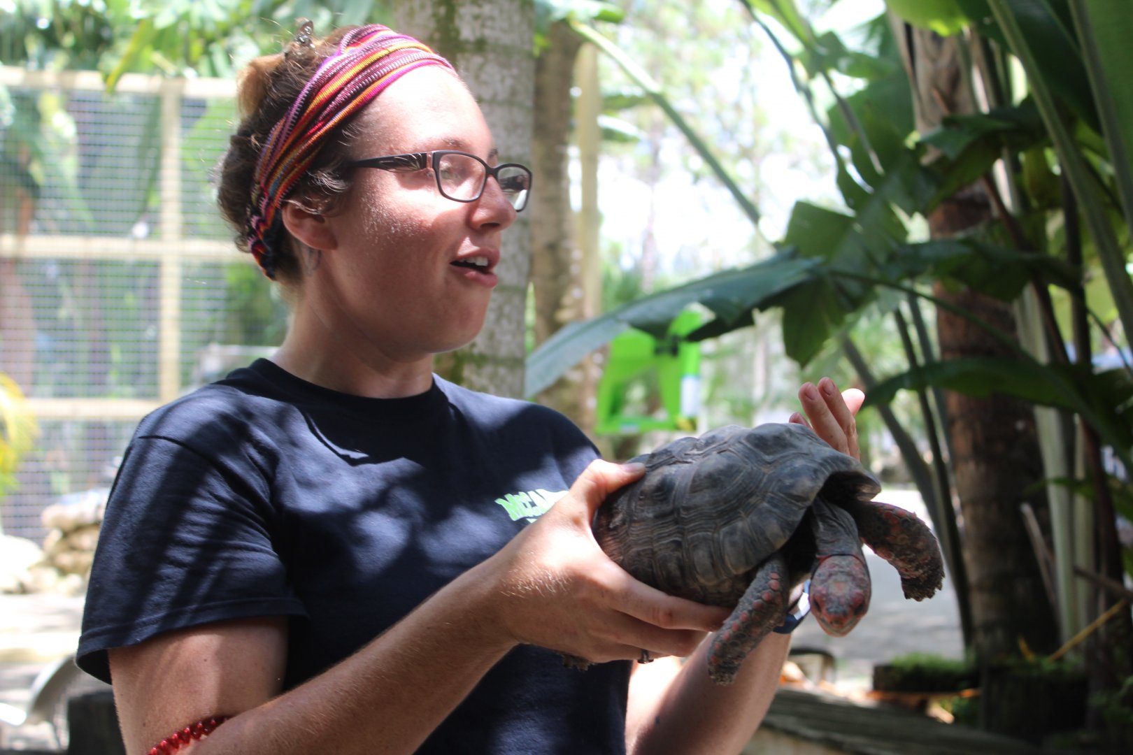 Red-footed Tortoise - Mccarthy Wildlife Sanctuary