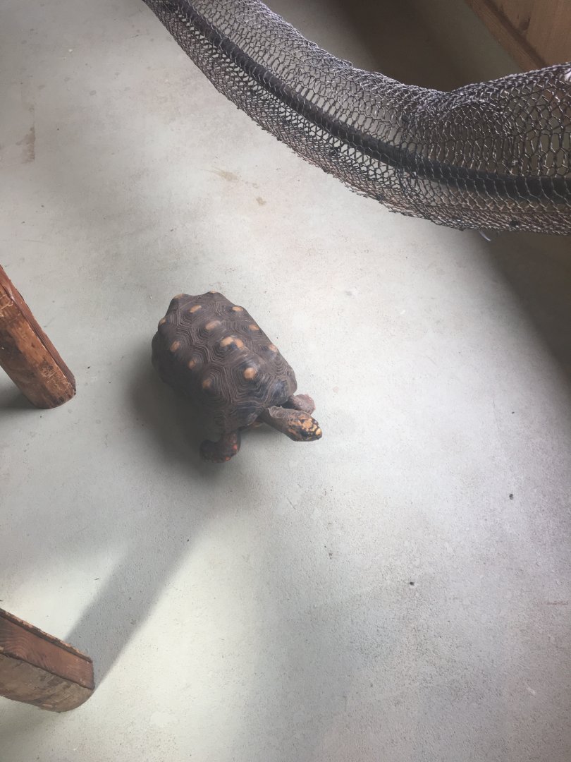 Red footed tortoise- Nagasaki Bio Park
