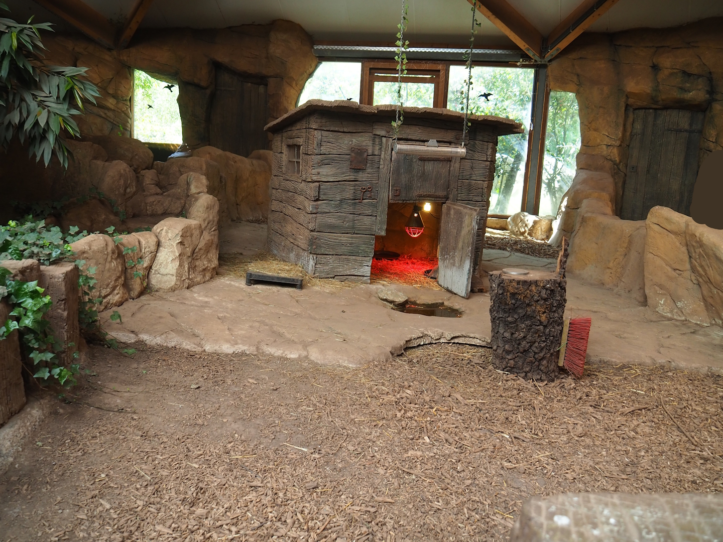 Red-footed tortoise paddock, 2023-05-19