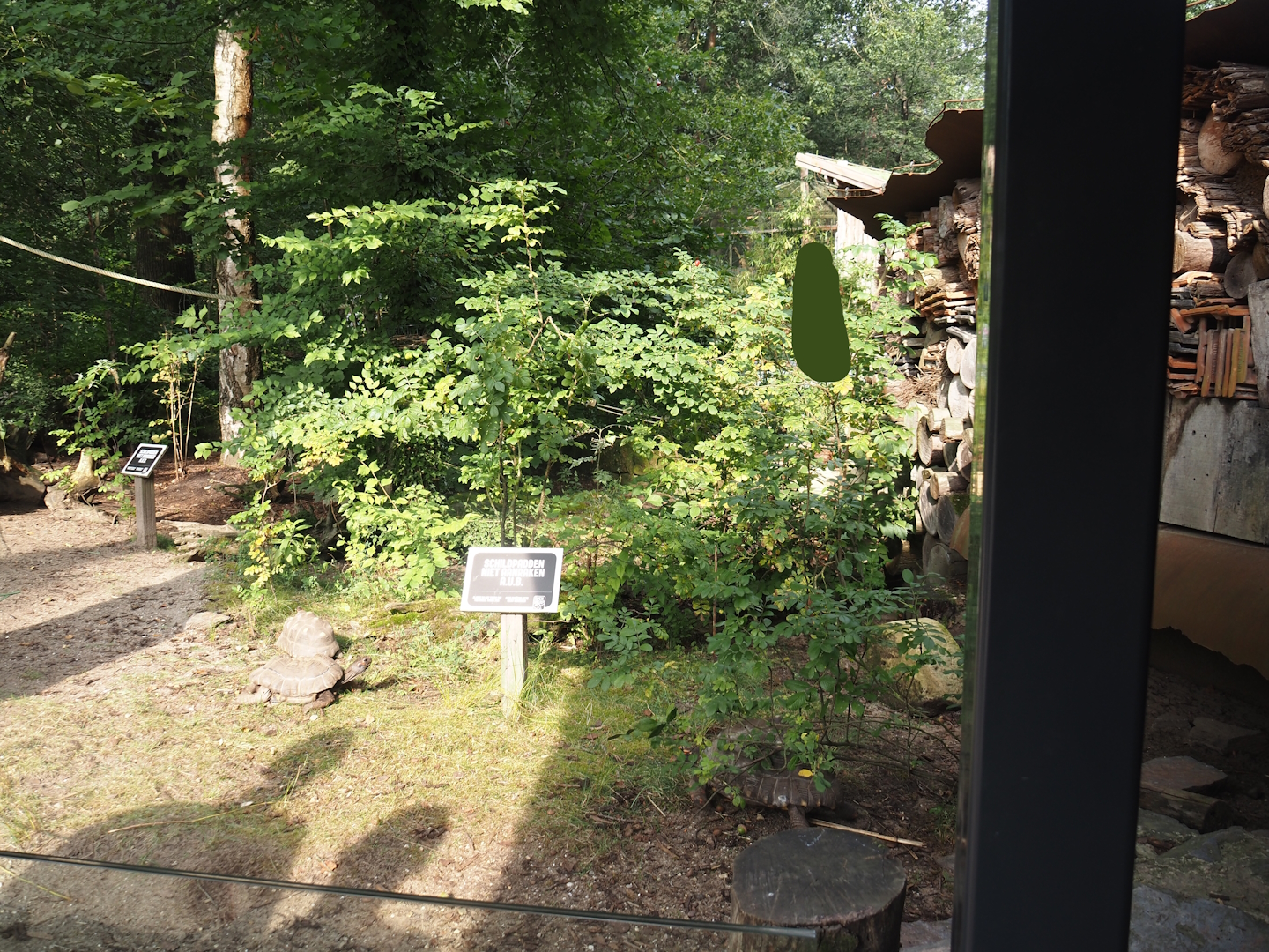 Red-footed tortoise paddock, 2024-08-18