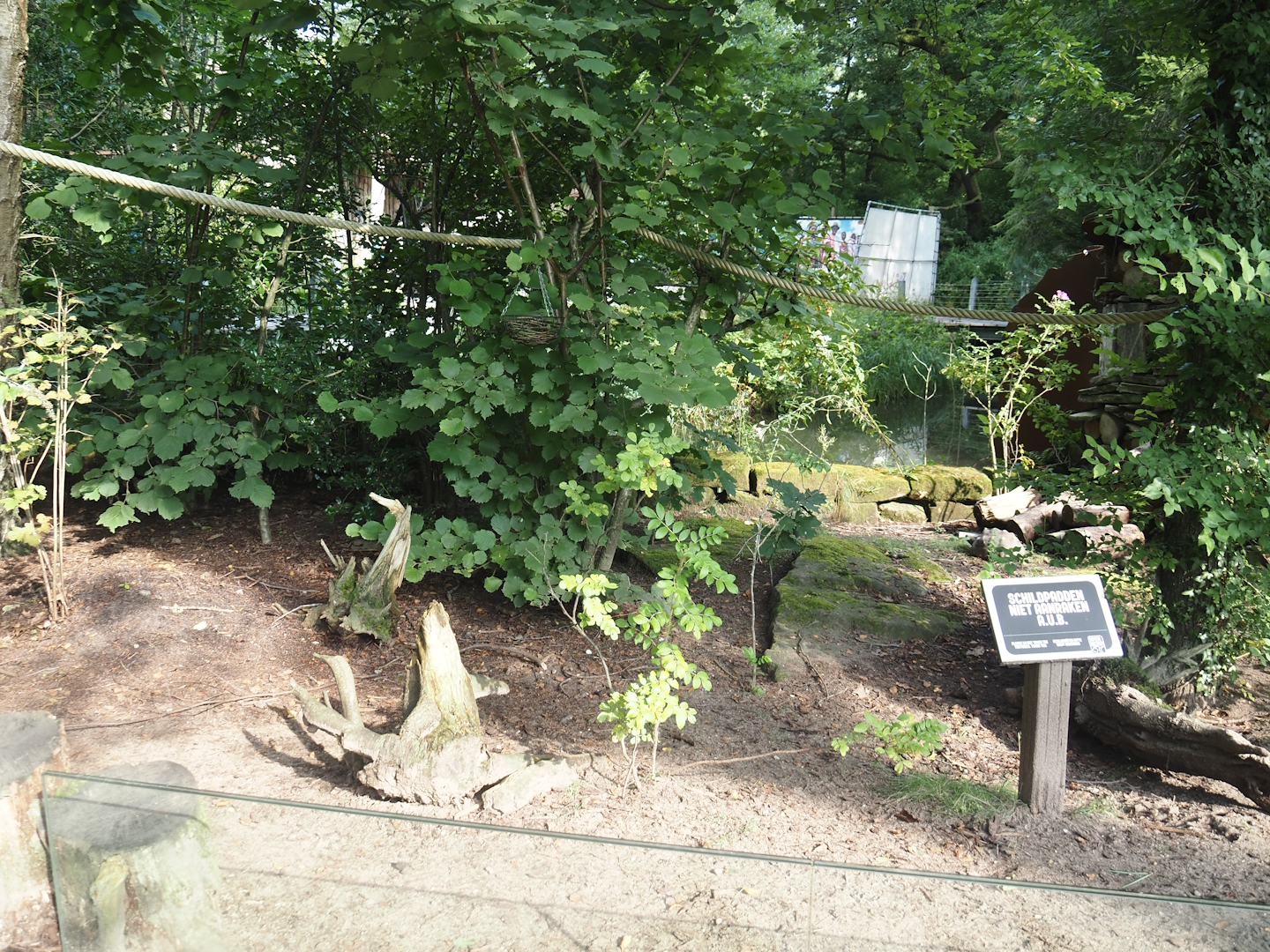 Red-footed tortoise paddock, 2024-08-18