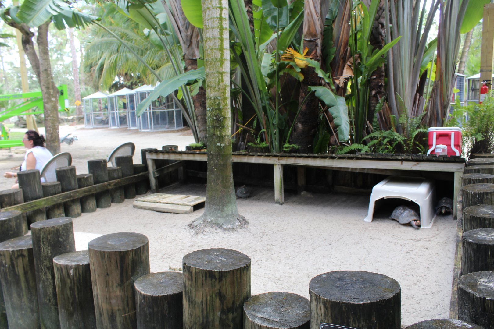 Red-footed Tortoise Pen - Mccarthy Wildlife Sanctuary