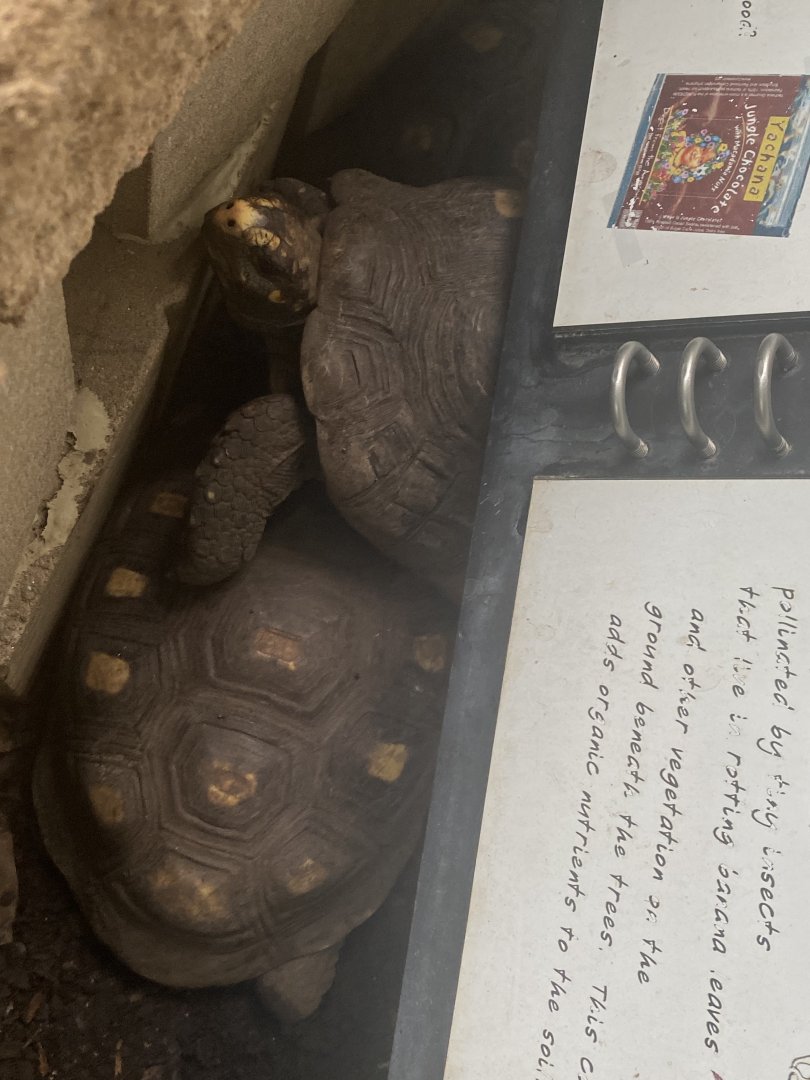 Red-Footed Tortoise Pile