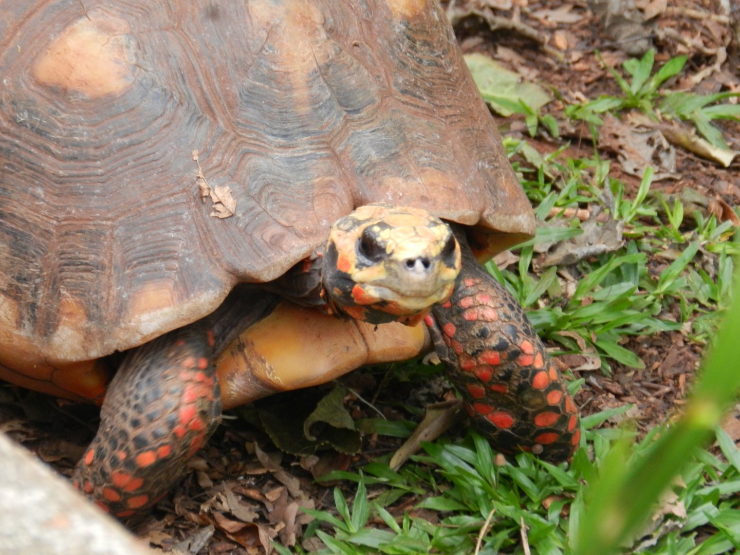 Red-footed tortoise - RBBV (ZRRL)