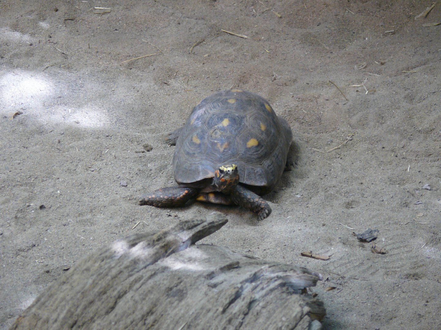 Red-footed tortoise - reopening 31-08-2020