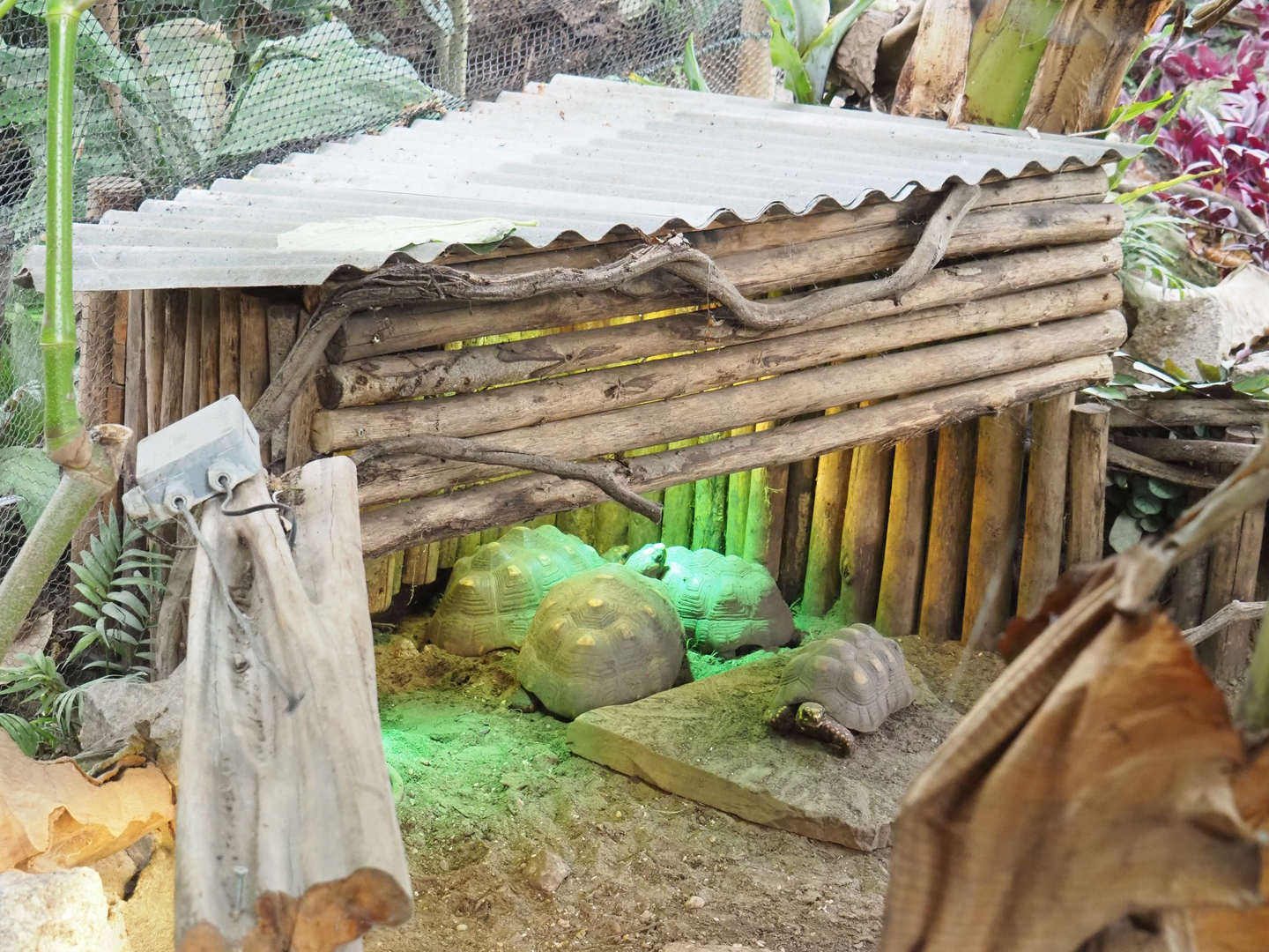 Red-footed tortoise shelter, 2022-10-09