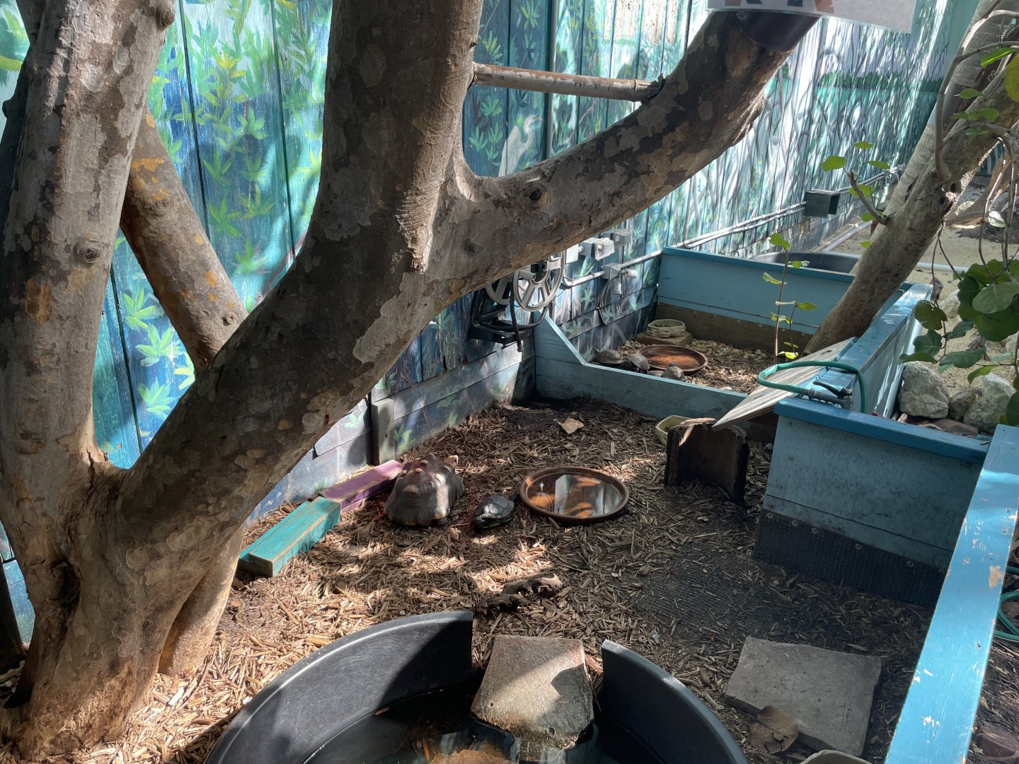 Red-footed tortoise & yellow-bellied slider exhibit (1/2/24)